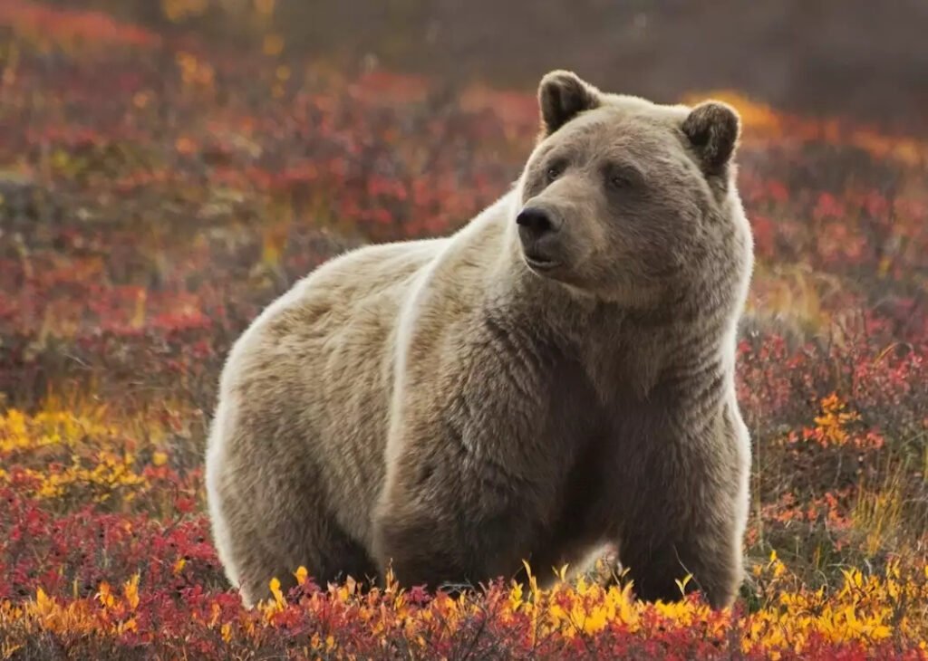 essence-of-alaska-feature-image