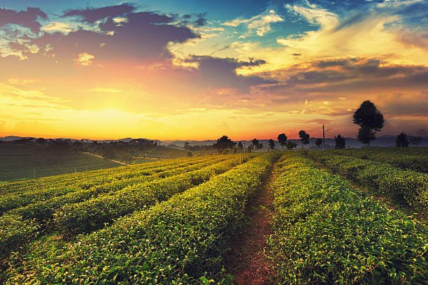 Tea Plantation in Chiangrai, Thailand